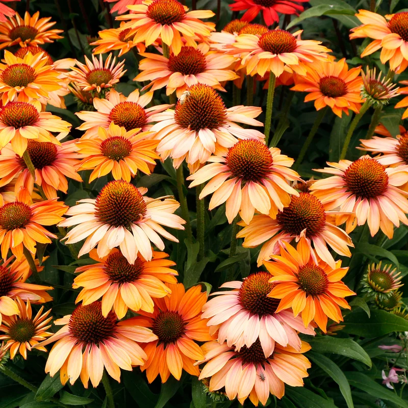 Echinacea PRIMA™ 'Ginger' – Échinacée PRIMA™ 'Ginger'