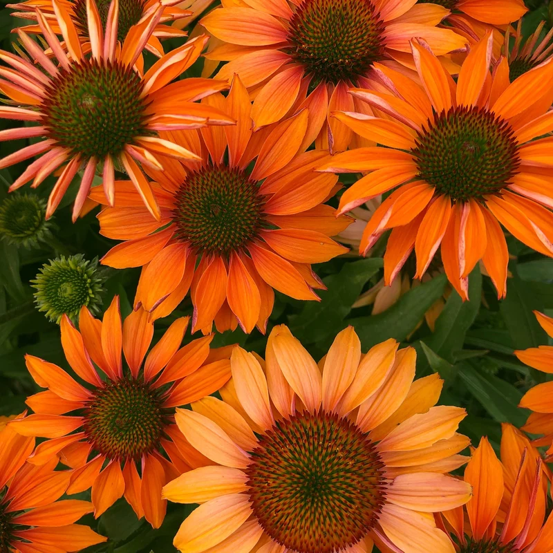 Echinacea PRIMA™ 'Ginger' – Échinacée PRIMA™ 'Ginger'