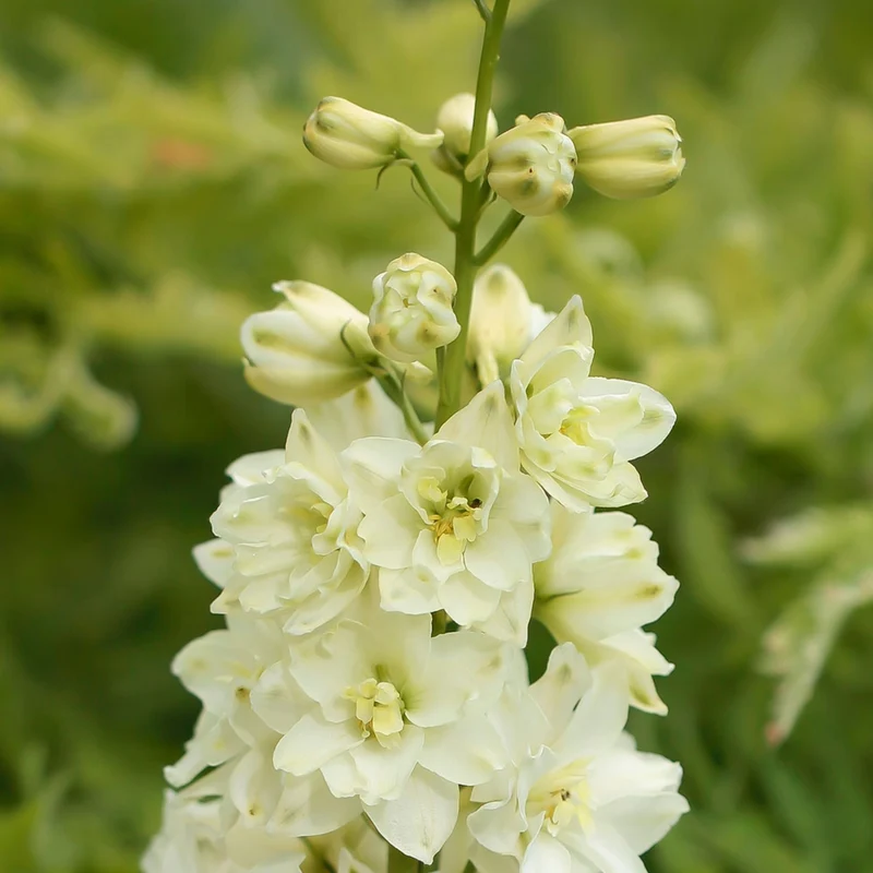 Delphinium DELGENIUS™ 'Neva' - Pied-d'alouette DELGENIUS™ 'Neva'