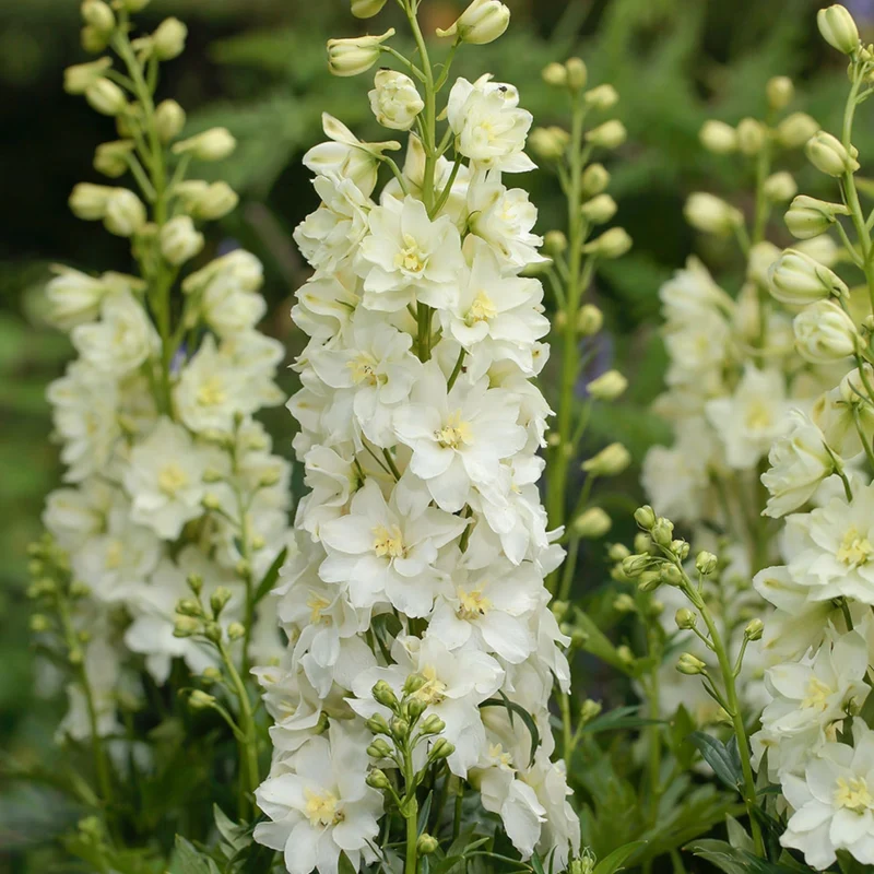 Delphinium DELGENIUS™ 'Neva' - Pied-d'alouette DELGENIUS™ 'Neva'