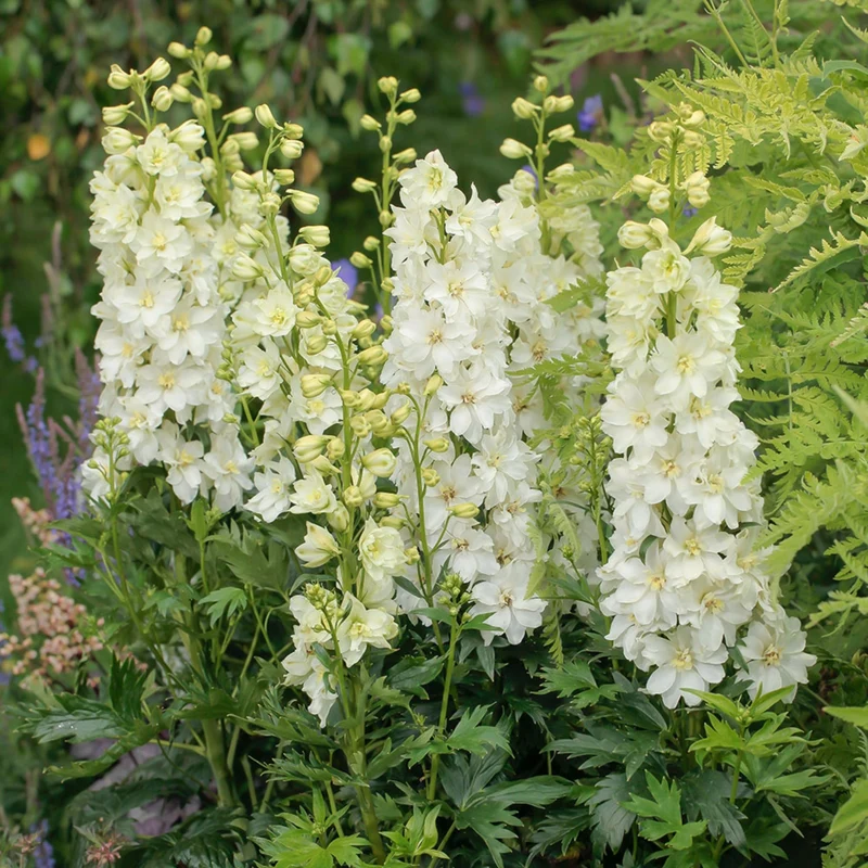 Delphinium DELGENIUS™ 'Neva' - Pied-d'alouette DELGENIUS™ 'Neva'
