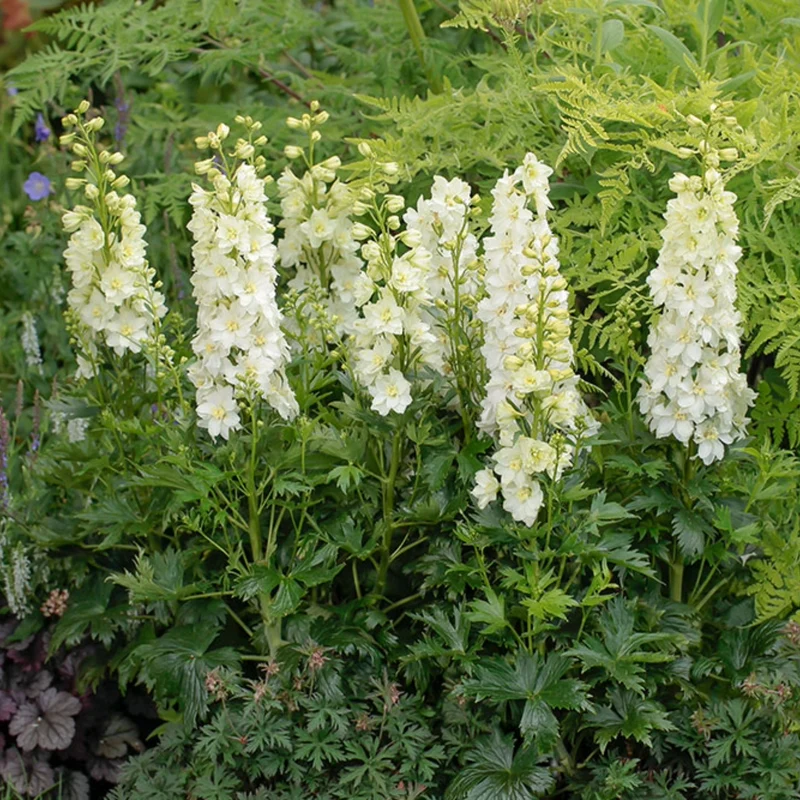 Delphinium DELGENIUS™ 'Neva' - Pied-d'alouette DELGENIUS™ 'Neva'