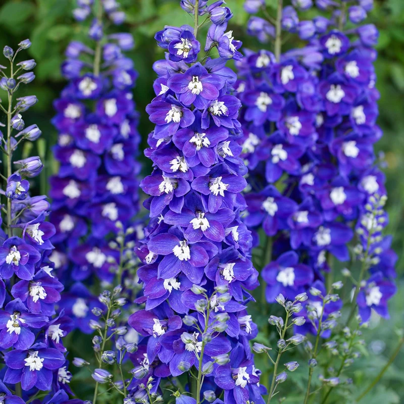 Delphinium DELGENIUS™ 'Blue Fabulosa' - Pied-d'alouette DELGENIUS™ 'Blue Fabulosa'