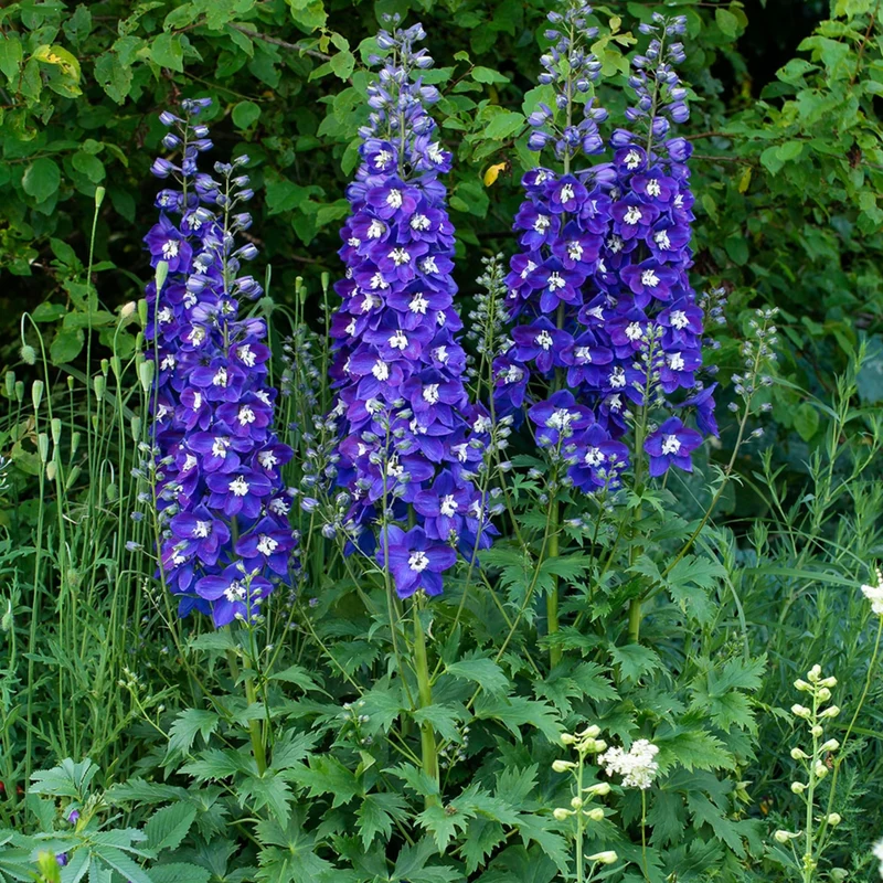 Delphinium DELGENIUS™ 'Blue Fabulosa' - Pied-d'alouette DELGENIUS™ 'Blue Fabulosa'