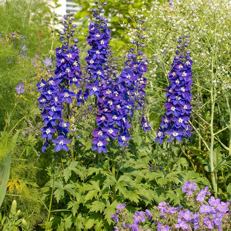 Delphinium DELGENIUS™ 'Blue Fabulosa' - Pied-d'alouette DELGENIUS™ 'Blue Fabulosa'