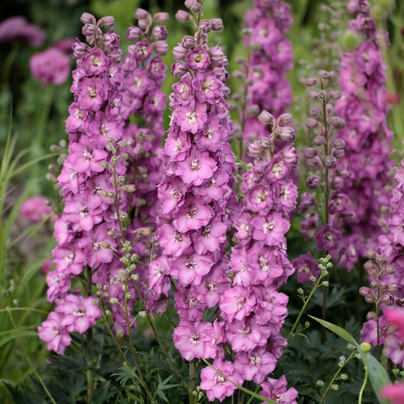 Delphinium DELGENIUS™ 'Chantay' - Pied-d'alouette DELGENIUS™ 'Chantay'