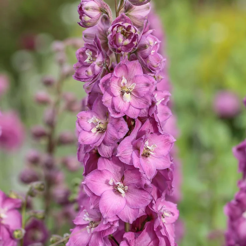 Delphinium DELGENIUS™ 'Chantay' - Pied-d'alouette DELGENIUS™ 'Chantay'
