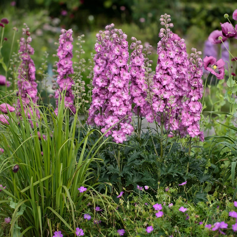 Delphinium DELGENIUS™ 'Chantay' - Pied-d'alouette DELGENIUS™ 'Chantay'