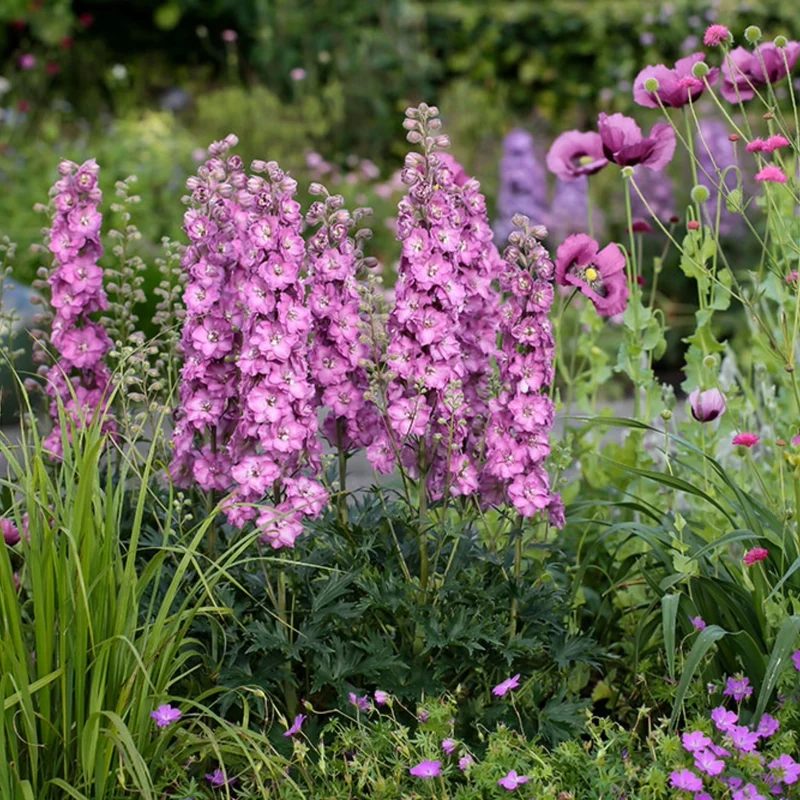 Delphinium DELGENIUS™ 'Chantay' - Pied-d'alouette DELGENIUS™ 'Chantay'