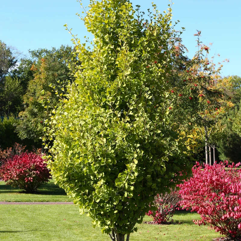 Ginkgo biloba 'Goldspire' - Ginkgo Goldspire™
