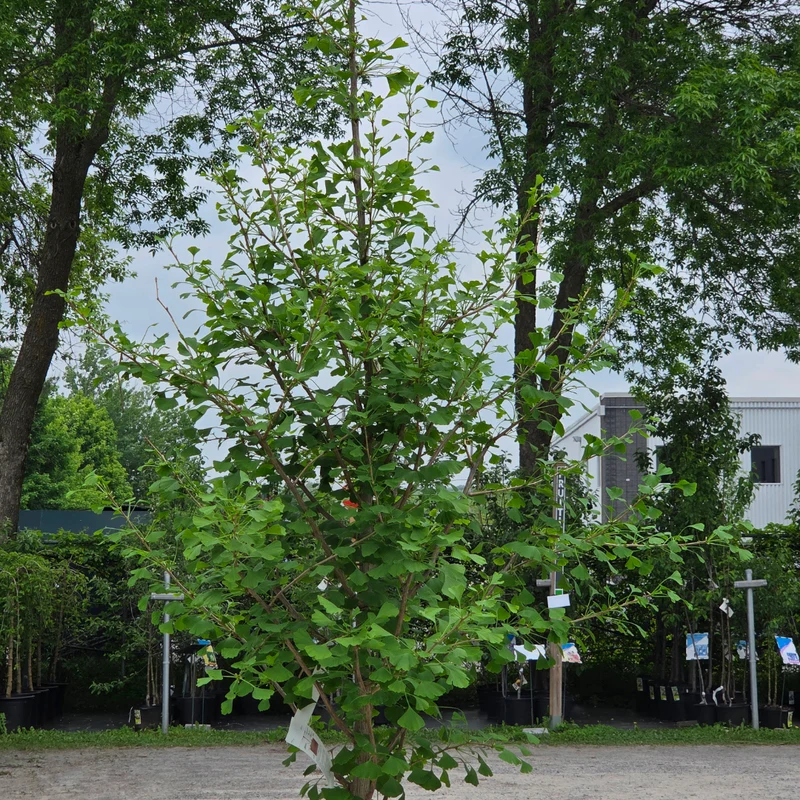 Ginkgo biloba 'Goldspire' - Ginkgo Goldspire™