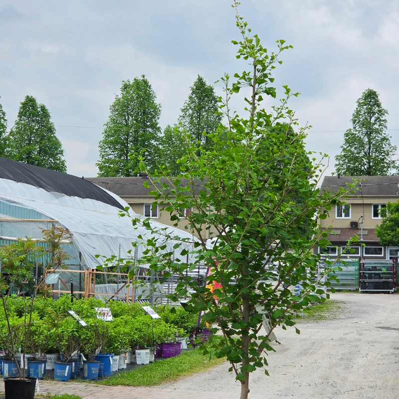 Ginkgo biloba 'Goldspire' - Ginkgo Goldspire™