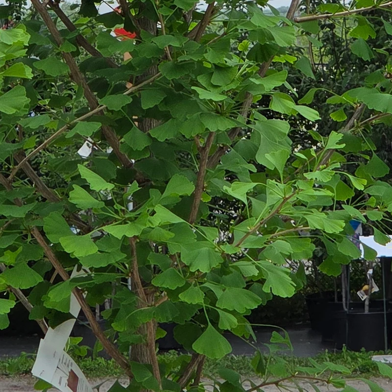 Ginkgo biloba 'Goldspire' - Ginkgo Goldspire™
