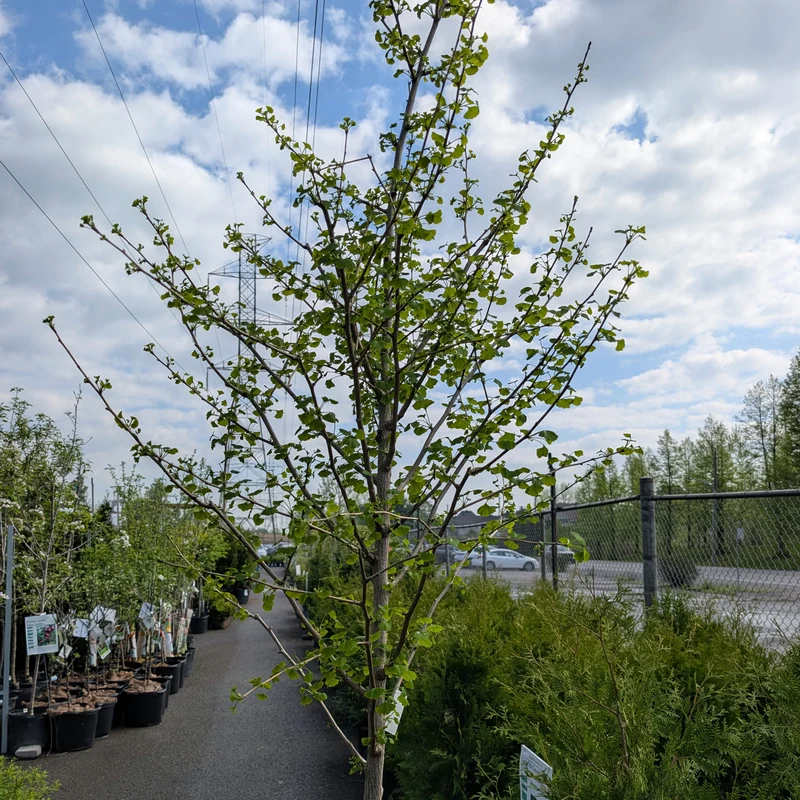 Ginkgo biloba 'Goldspire' - Ginkgo Goldspire™