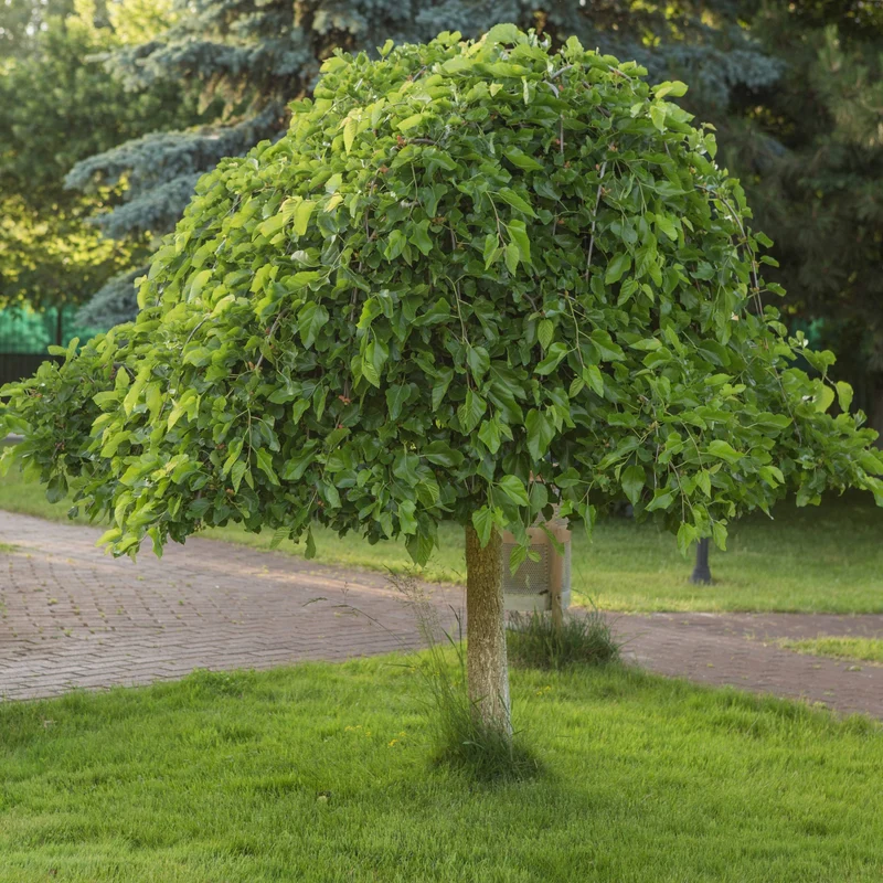 Morus alba 'Pendula' - Mûrier blanc pleureur
