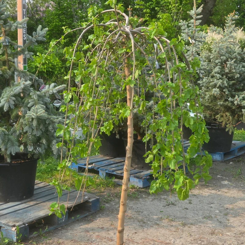 Morus alba 'Pendula' - Mûrier blanc pleureur