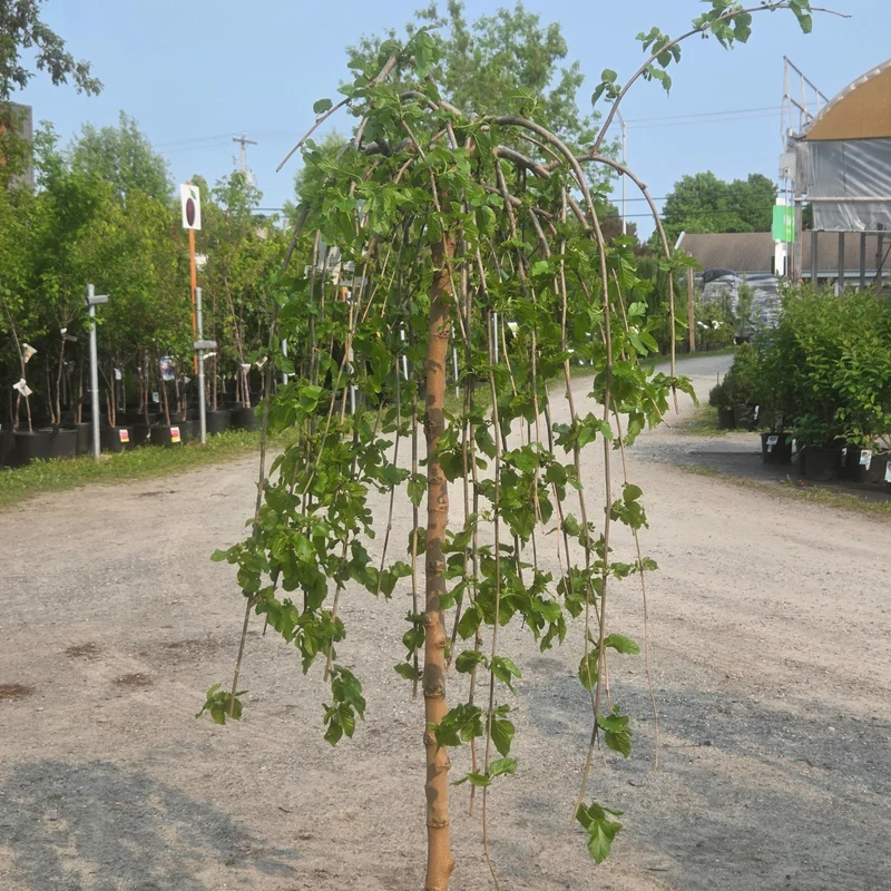 Morus alba 'Pendula' - Mûrier blanc pleureur