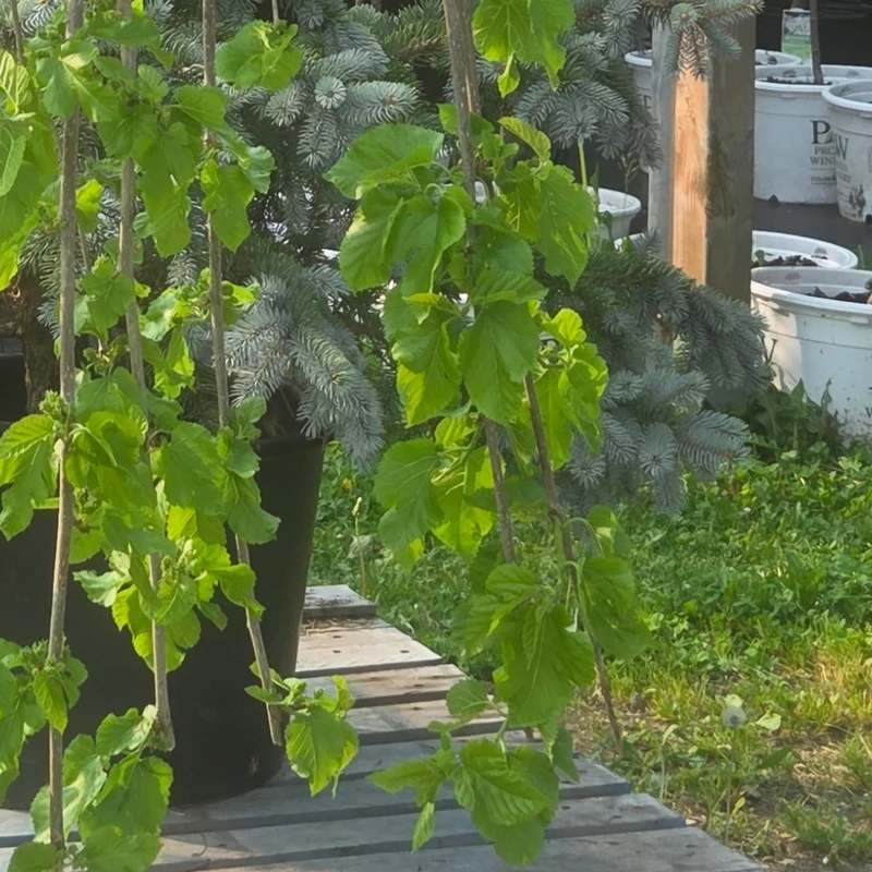 Morus alba 'Pendula' - Mûrier blanc pleureur