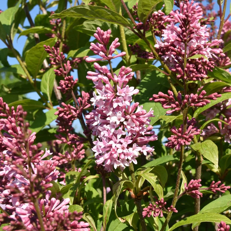 Syringa x prestoniae 'James Macfarlane' - Lilas de Preston 'James Macfarlane'