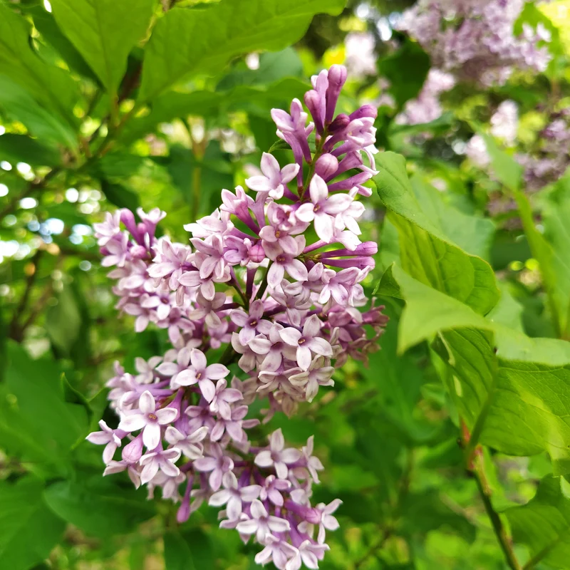 Syringa x prestoniae 'Nocturne' - Lilas de Preston 'Nocturne'