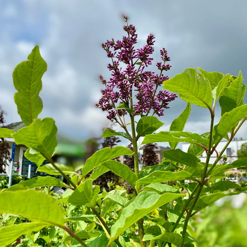 Syringa x prestoniae 'Nocturne' - Lilas de Preston 'Nocturne'