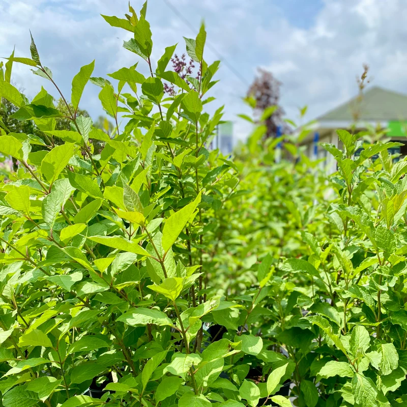 Syringa x prestoniae 'Nocturne' - Lilas de Preston 'Nocturne'