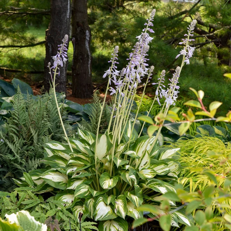 Hosta Shadowland® 'Miss America'