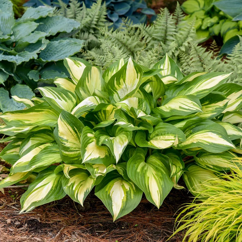 Hosta Shadowland® 'Miss America'