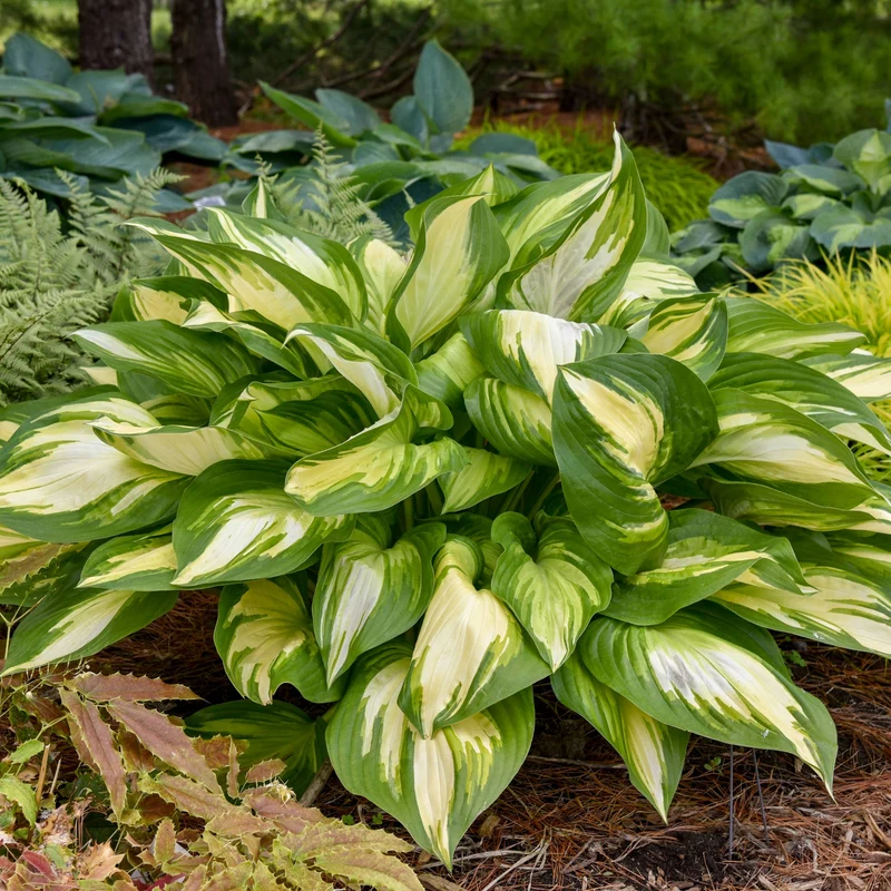 Hosta Shadowland® 'Miss America'