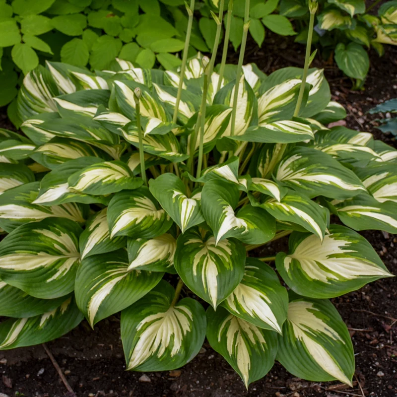 Hosta Shadowland® 'Miss America'