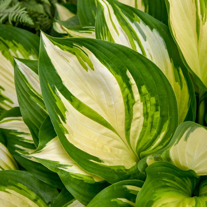 Hosta Shadowland® 'Miss America'