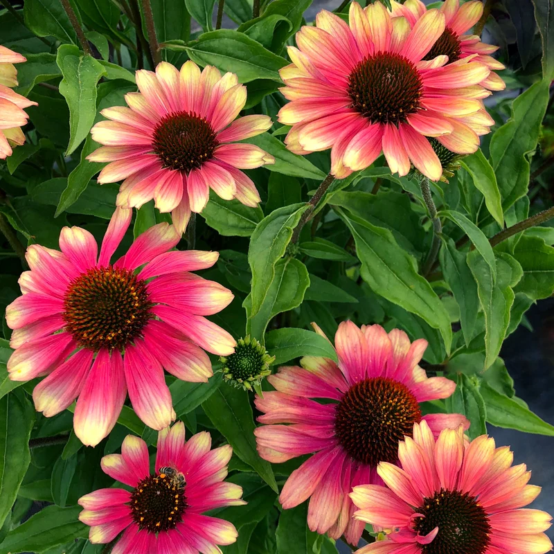 Echinacea purpurea 'Pink Lemonade' - Échinacée KISMET® 'Pink Lemonade'