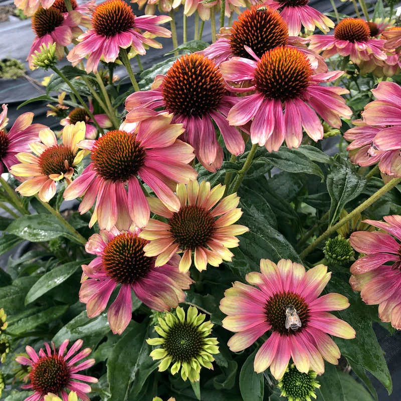 Echinacea purpurea 'Pink Lemonade' - Échinacée KISMET® 'Pink Lemonade'