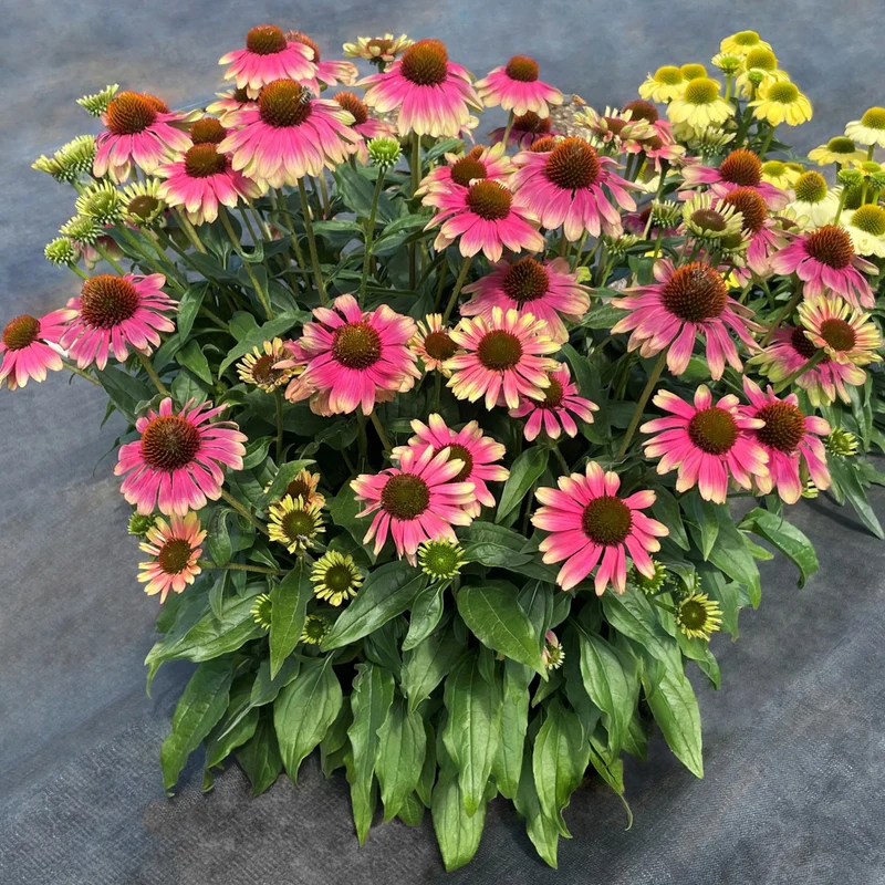 Echinacea purpurea 'Pink Lemonade' - Échinacée KISMET® 'Pink Lemonade'