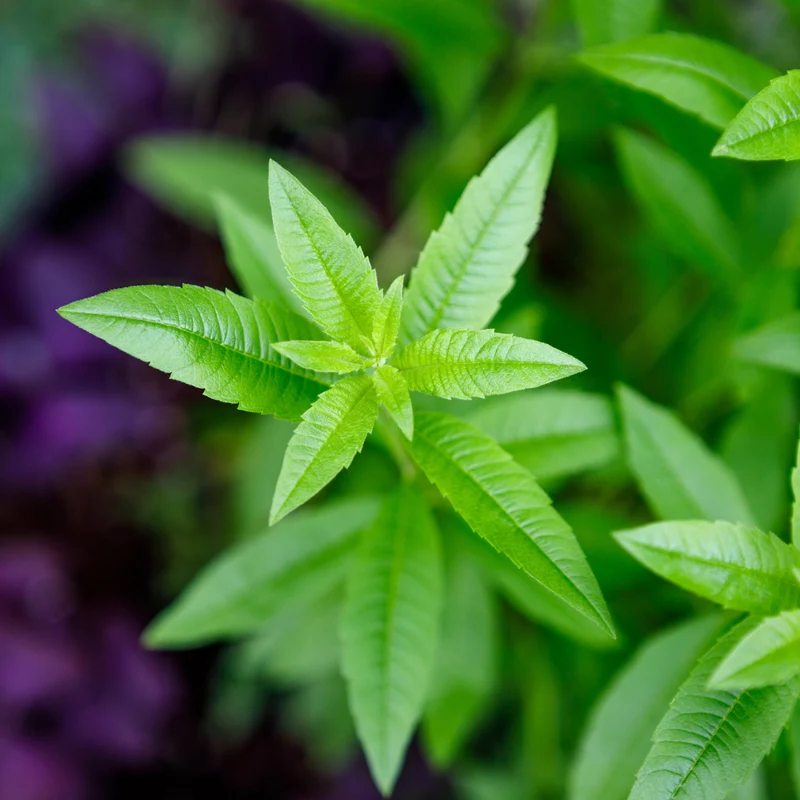 Aloysia citrodora - Verveine citronnelle ou odorante