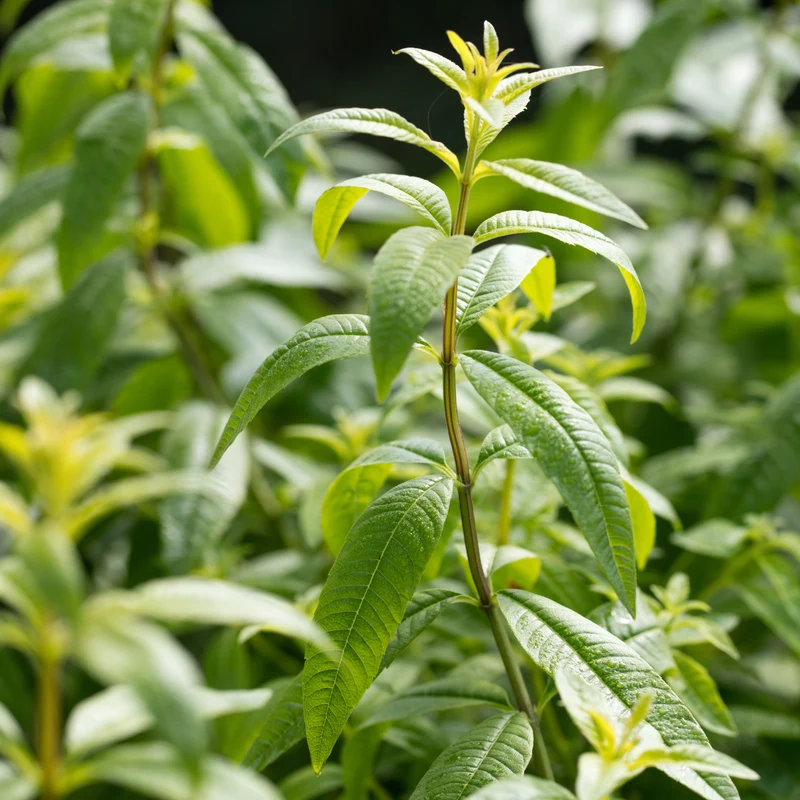 Aloysia citrodora - Verveine citronnelle ou odorante