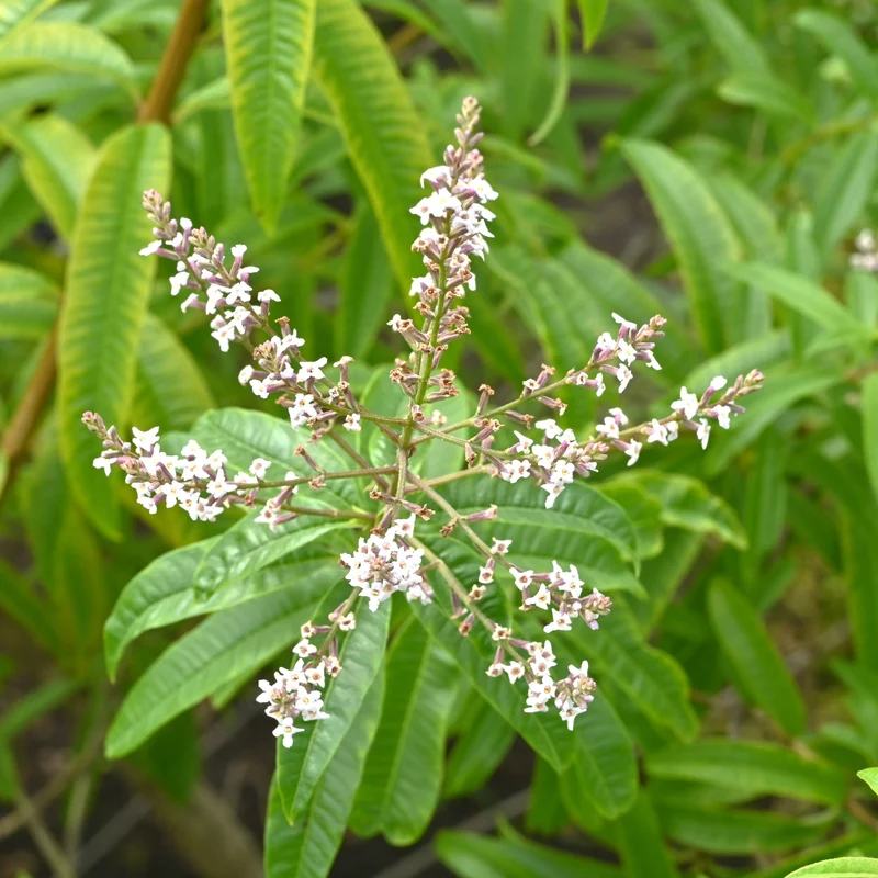 Aloysia citrodora - Verveine citronnelle ou odorante