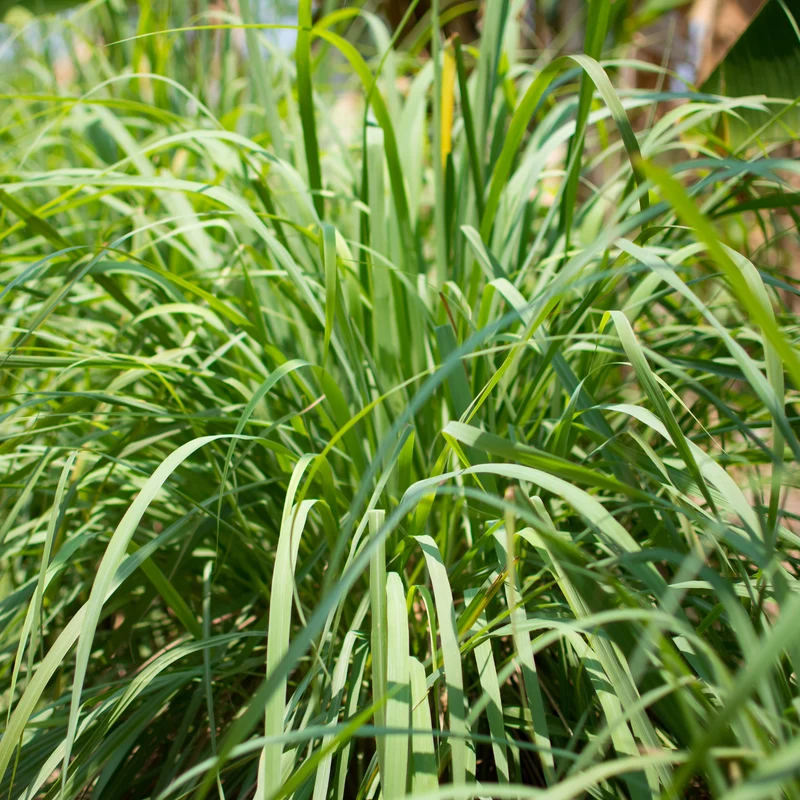 Cymbopogon citratus – Citronnelle