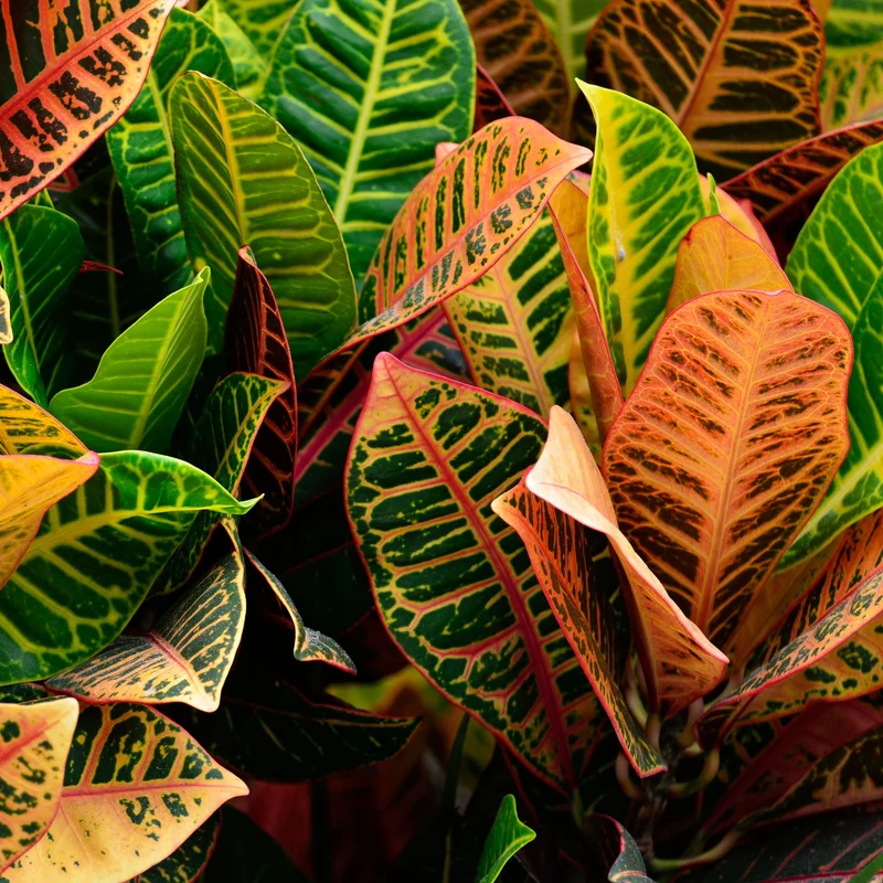 Codiaeum variegatum 'Petra' – Croton 'Petra'