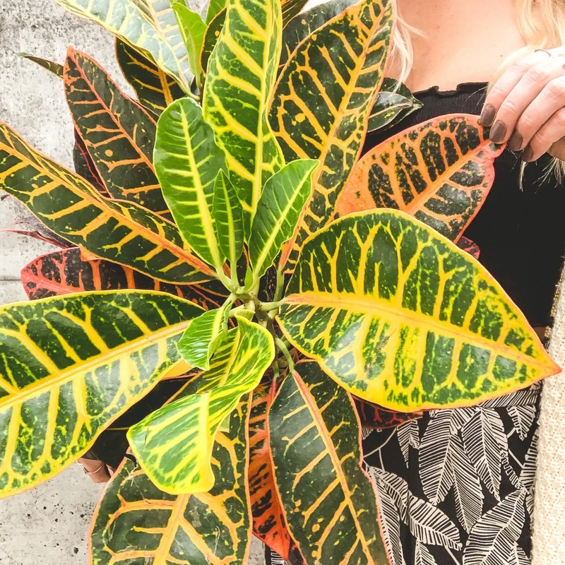 Codiaeum variegatum 'Petra' – Croton 'Petra'