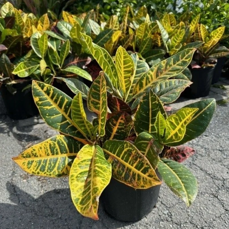 Codiaeum variegatum 'Petra' – Croton 'Petra'