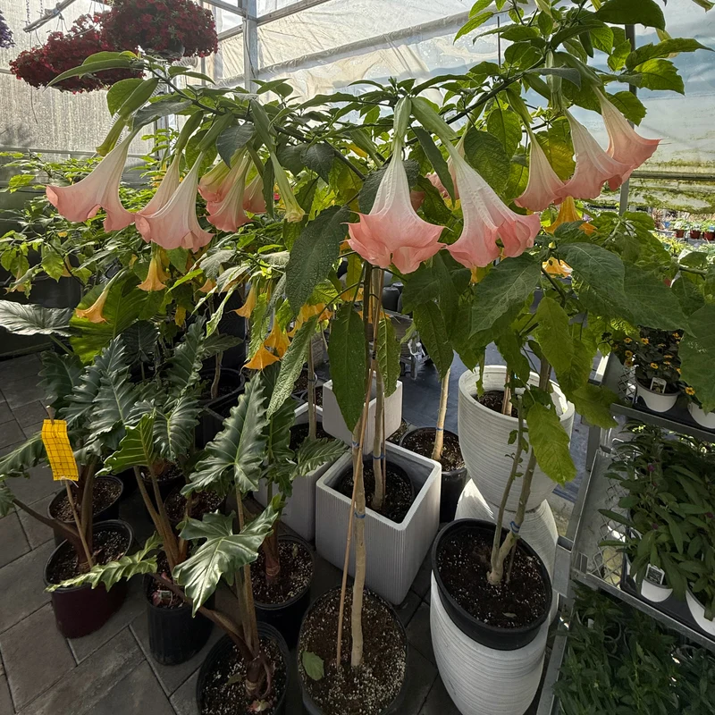 Brugmansia spp. - Trompette des Anges sur tige