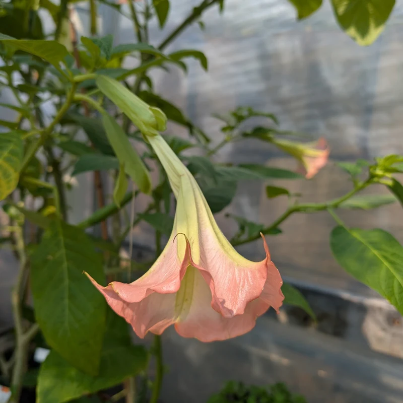 Brugmansia spp. - Trompette des Anges sur tige