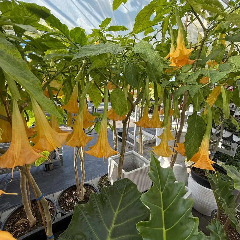 Brugmansia spp. - Trompette des Anges sur tige