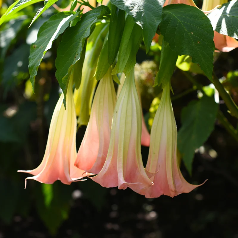 Brugmansia spp. - Trompette des Anges sur tige