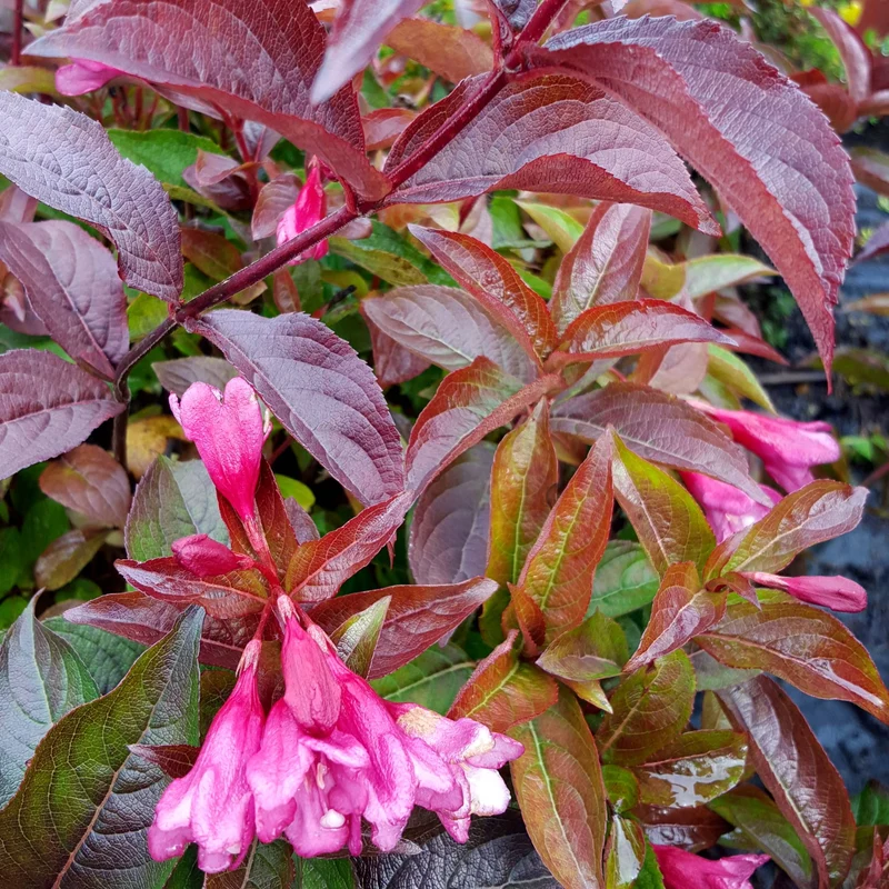 Weigela florida 'Strobe™'