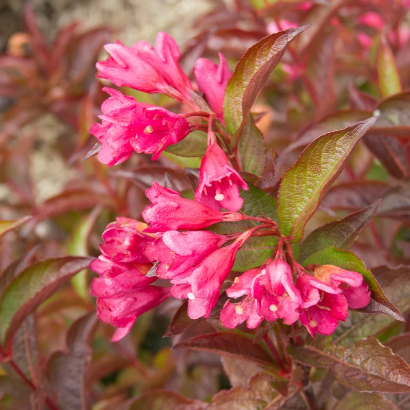 Weigela florida 'Strobe™'
