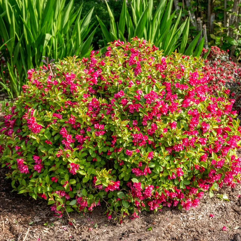 Weigela florida 'Strobe™'