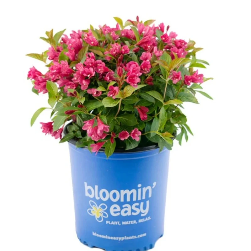 Weigela florida 'Strobe™'