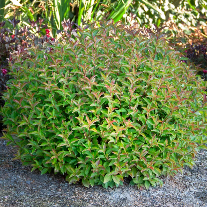 Weigela florida 'Strobe™'